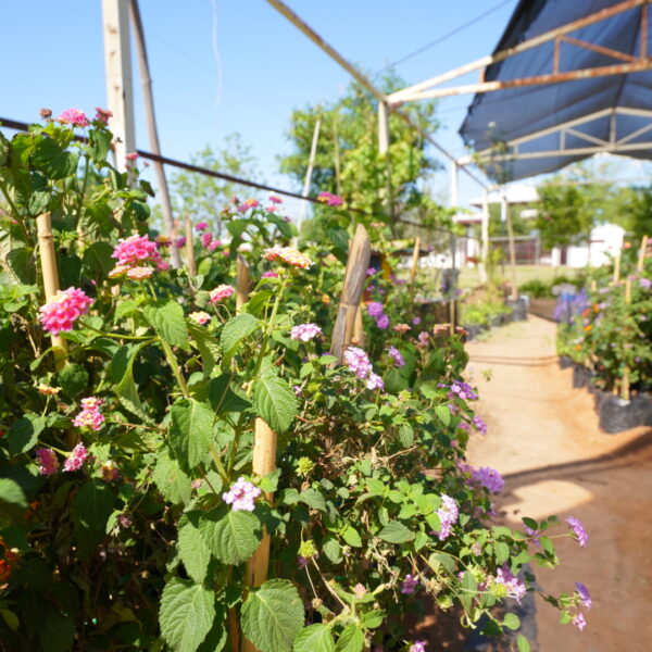 ¿Abejas y mariposas en tu parque? Nuevo Laredo lanza jardines que cambiarán el paisaje urbano