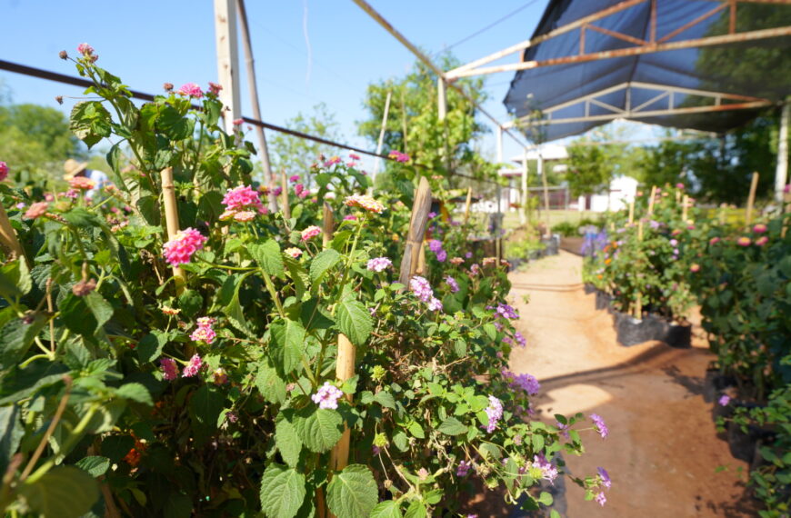 ¿Abejas y mariposas en tu parque? Nuevo Laredo lanza jardines que cambiarán el paisaje urbano