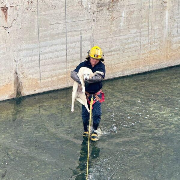 Bombero rescatando perro en canal pluvial de Nuevo Laredo