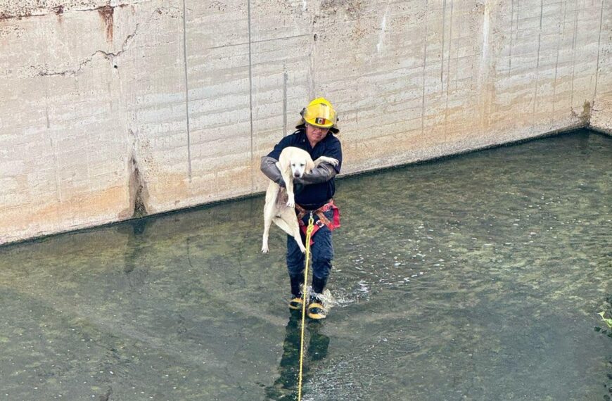 Bombero rescatando perro en canal pluvial de Nuevo Laredo