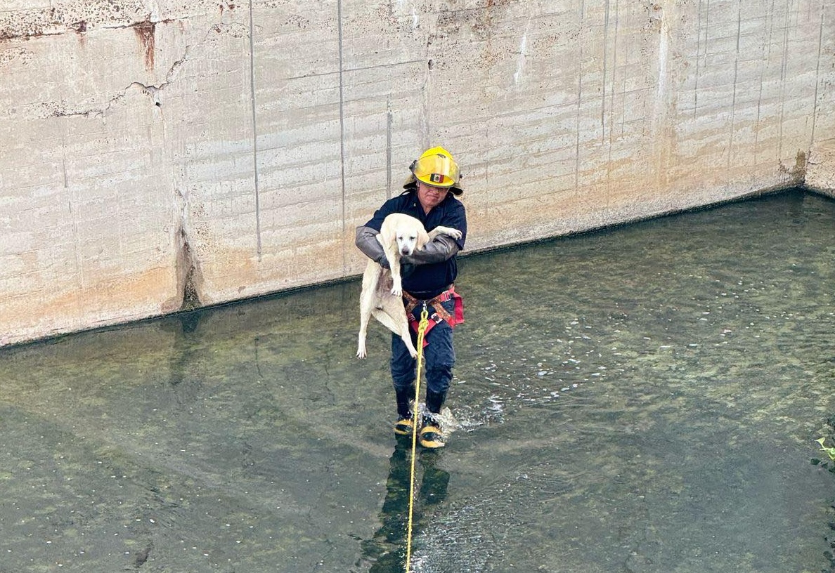 Bombero rescatando perro en canal pluvial de Nuevo Laredo
