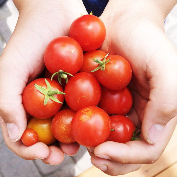 ¡Ven por tus tomates cherry gratis! DIF Nuevo Laredo los estará repartiendo este martes desde las 9:00 a.m.