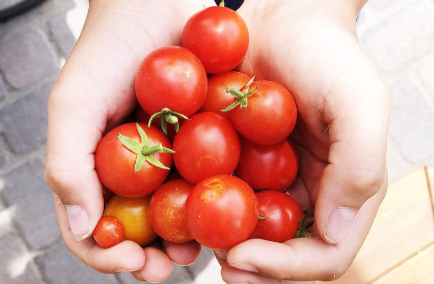 ¡Ven por tus tomates cherry gratis! DIF Nuevo Laredo los estará repartiendo este martes desde las 9:00 a.m.