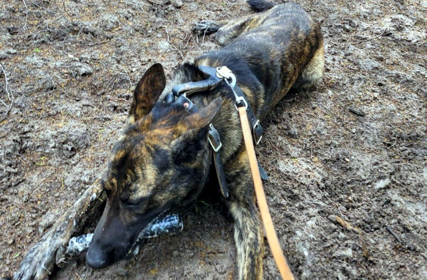 🐾 ¡Ni el monte lo detiene!Este perro policía puede oler a ilegales entre la maleza y ha sido clave en operativos en la frontera de Laredo. Descubre cómo trabaja el agente K9 Xixo 👇