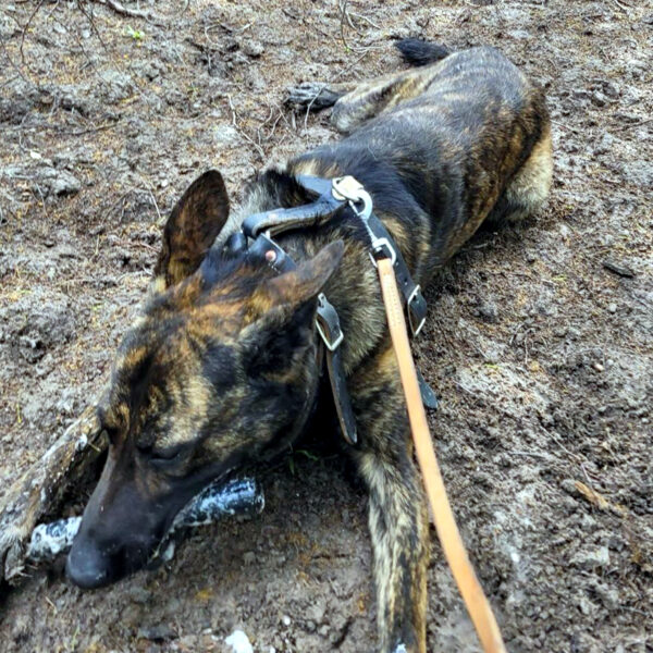 🐾 ¡Ni el monte lo detiene!Este perro policía…