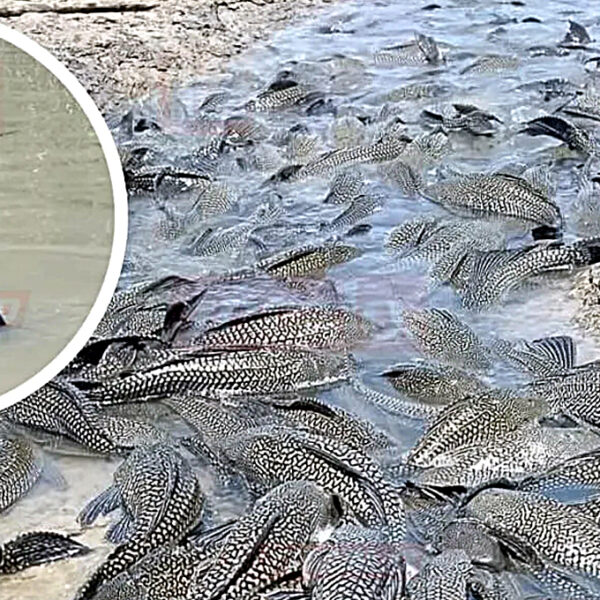 Proliferación de pez diablo en el río Bravo