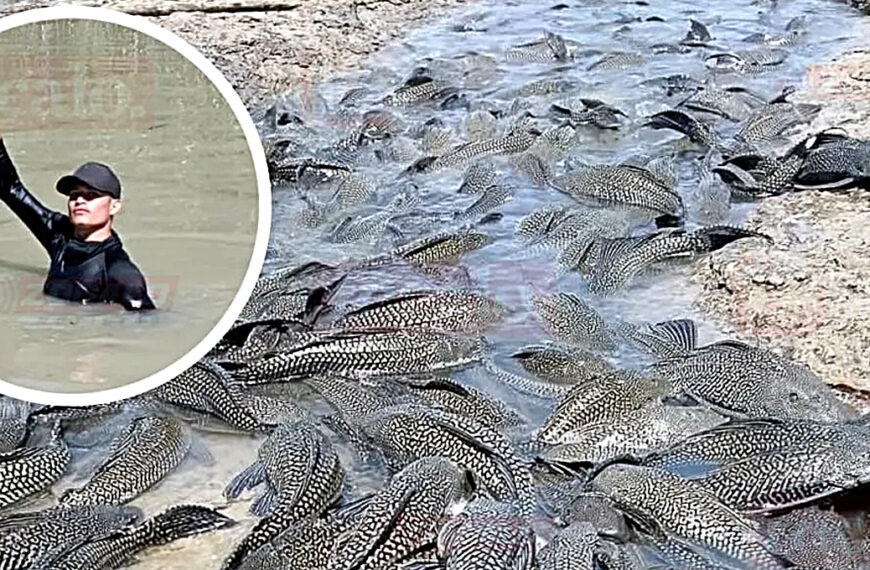 Proliferación de pez diablo en el río Bravo