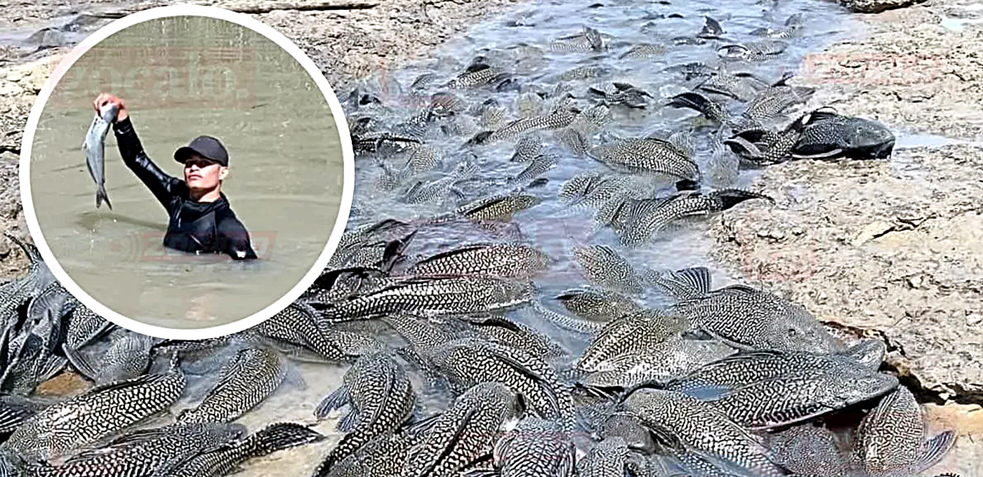 Proliferación de pez diablo en el río Bravo