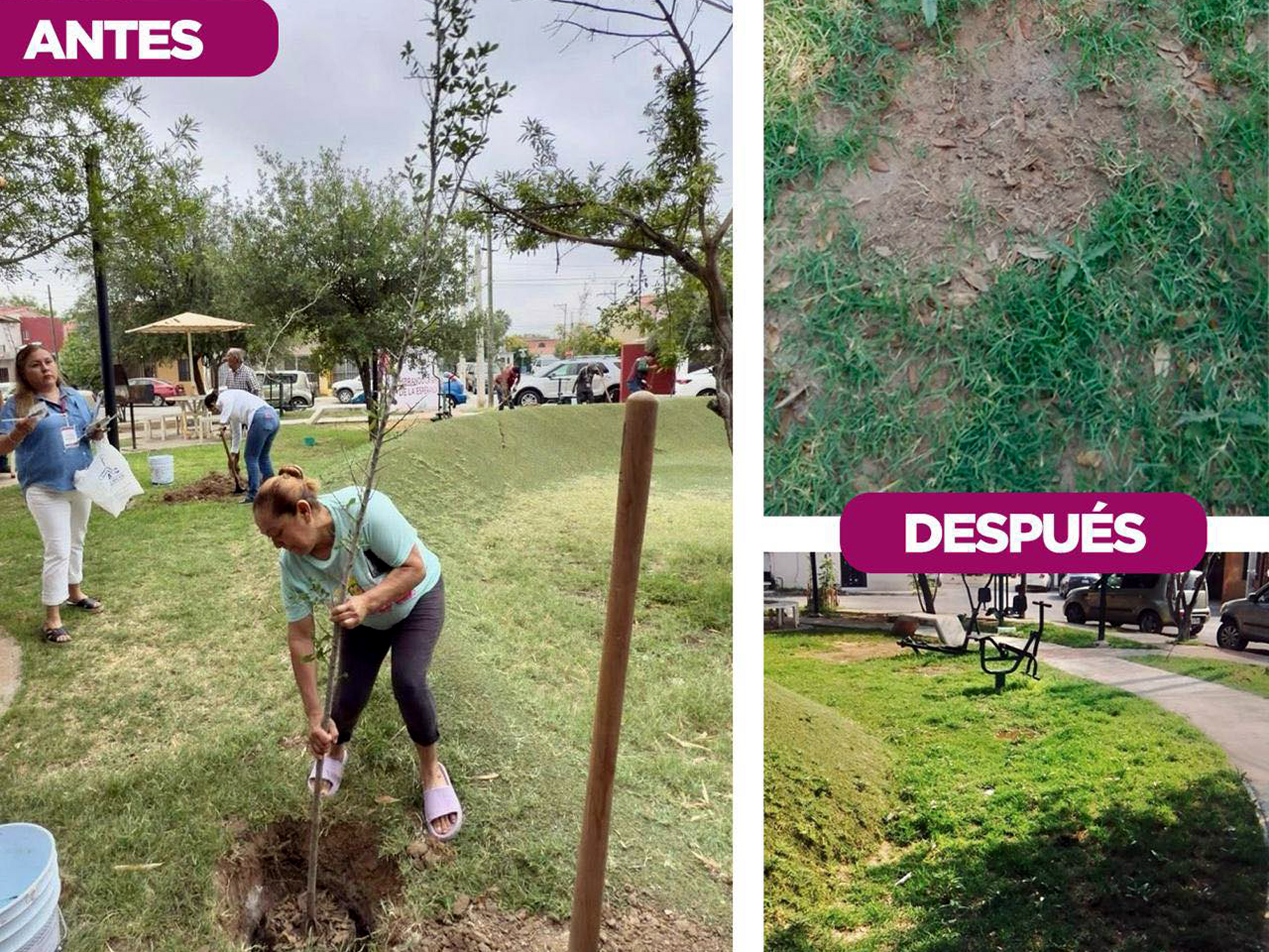Comparativa antes y después del robo de árboles en Villas del Sol, Nuevo Laredo: reforestación comunitaria arruinada por vandalismo ambiental