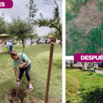 Comparativa antes y después del robo de árboles en Villas del Sol, Nuevo Laredo: reforestación comunitaria arruinada por vandalismo ambiental