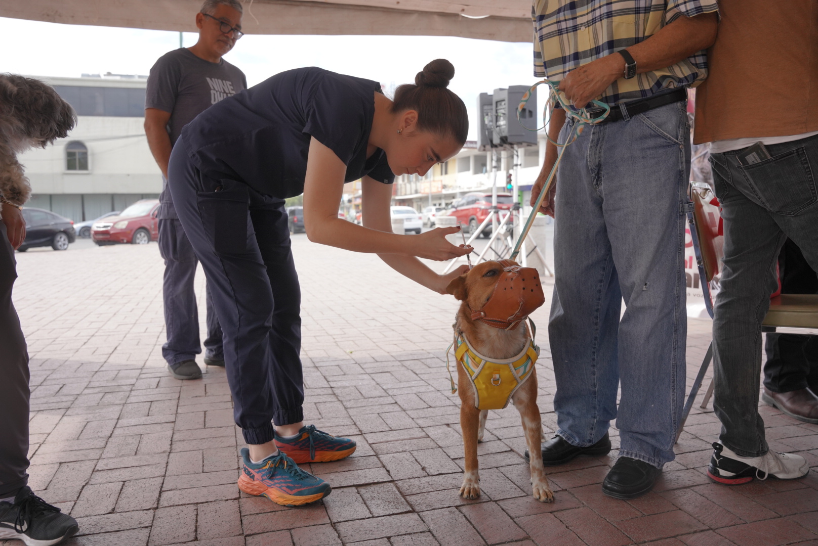 vacunacin gratuita para perros y gatos en Nuevo Laredo