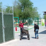 Jabalí es trasladado por personal al Zoológico de Nuevo Laredo