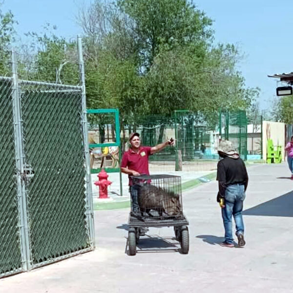 Jabalí es trasladado por personal al Zoológico de Nuevo Laredo