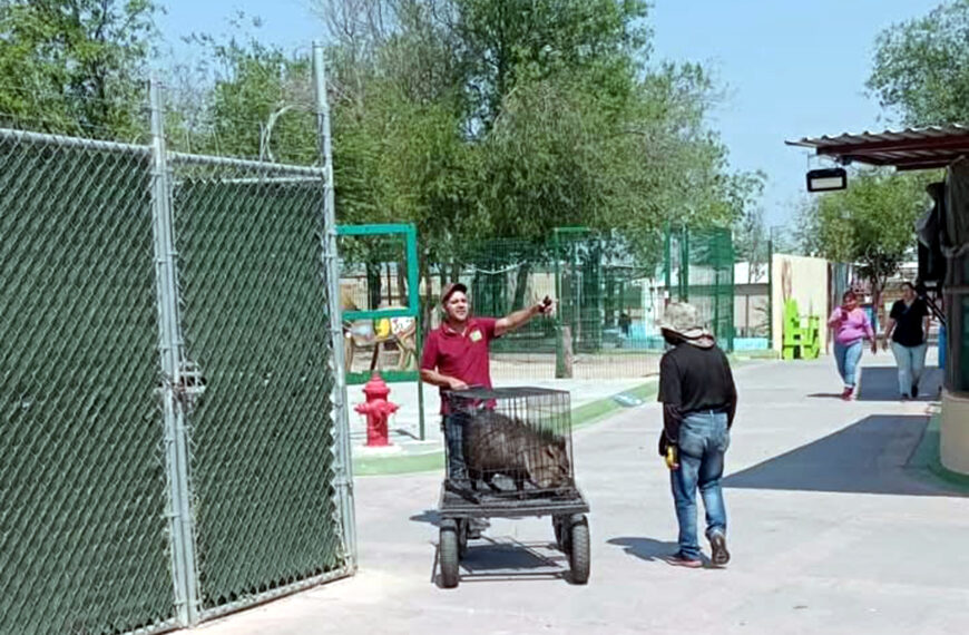 Jabalí es trasladado por personal al Zoológico de Nuevo Laredo