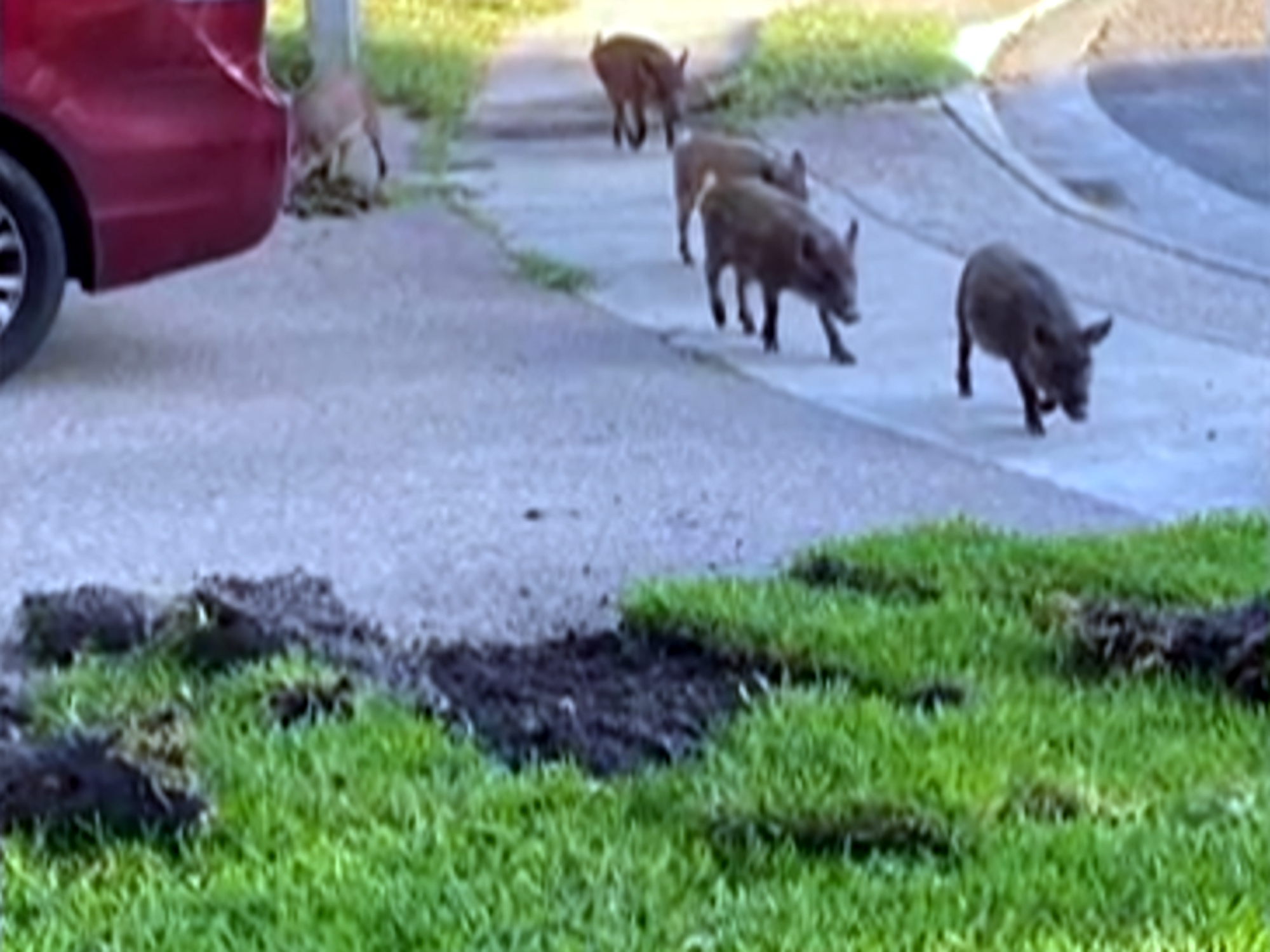 Jabales salvajes en Laredo causan daos en jardines y patios
