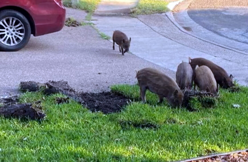 Jabalíes salvajes en Laredo causan daños en jardines y patios