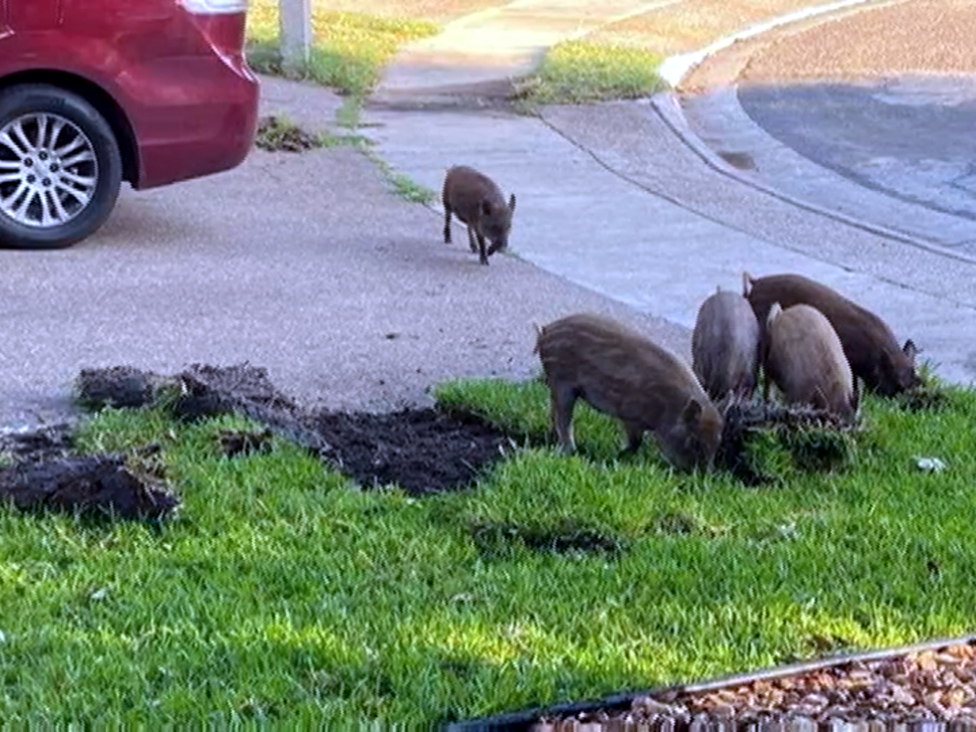 Jabalíes salvajes en Laredo causan daños en jardines y patios