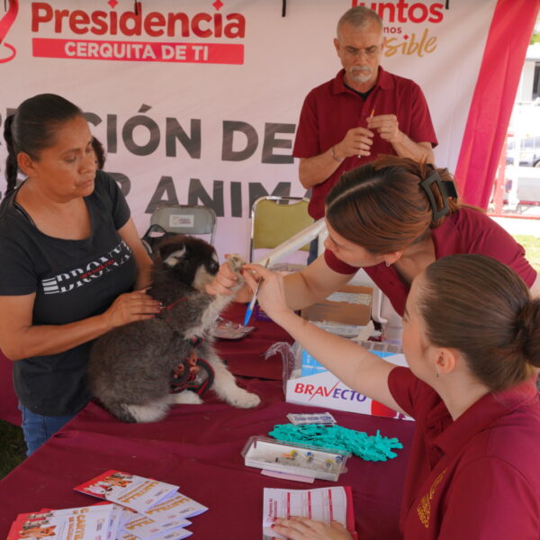 Mascotas recibiendo vacunas en jornada comunitaria