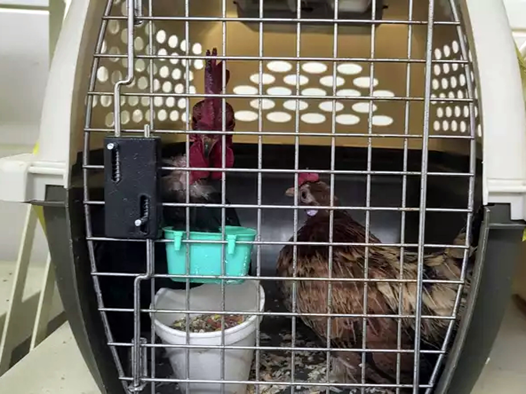 Oficiales de CBP revisan equipaje con productos agrícolas prohibidos en el Puente Juárez-Lincoln