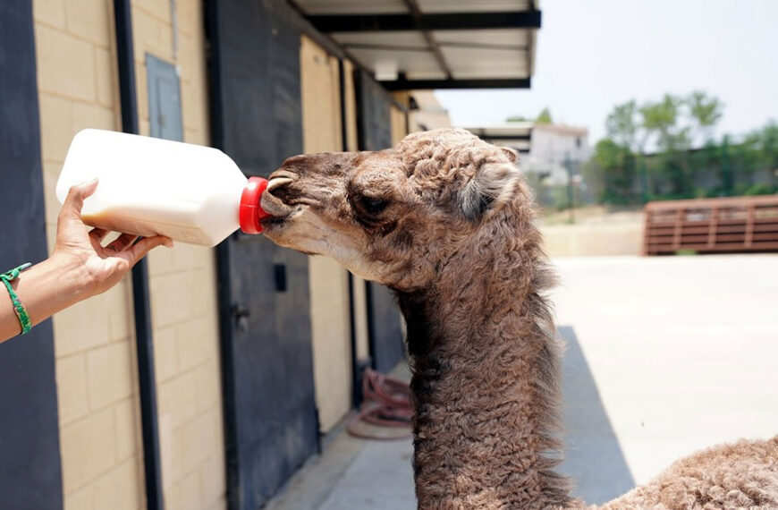 Cría de dromedaria en el Zoológico de Nuevo Laredo con visitantes