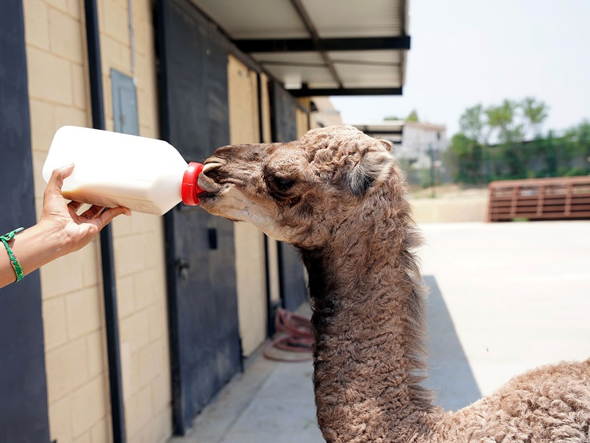 Cría de dromedaria en el Zoológico de Nuevo Laredo con visitantes