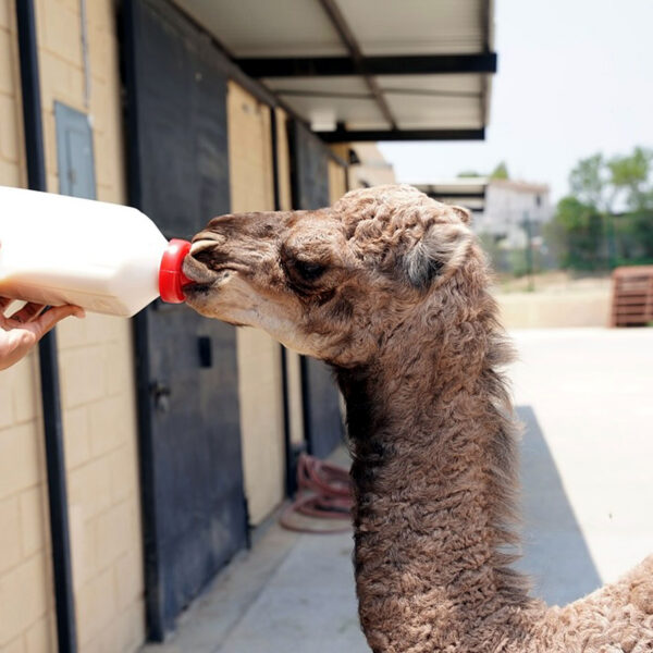 Cría de dromedaria en el Zoológico de Nuevo Laredo con visitantes