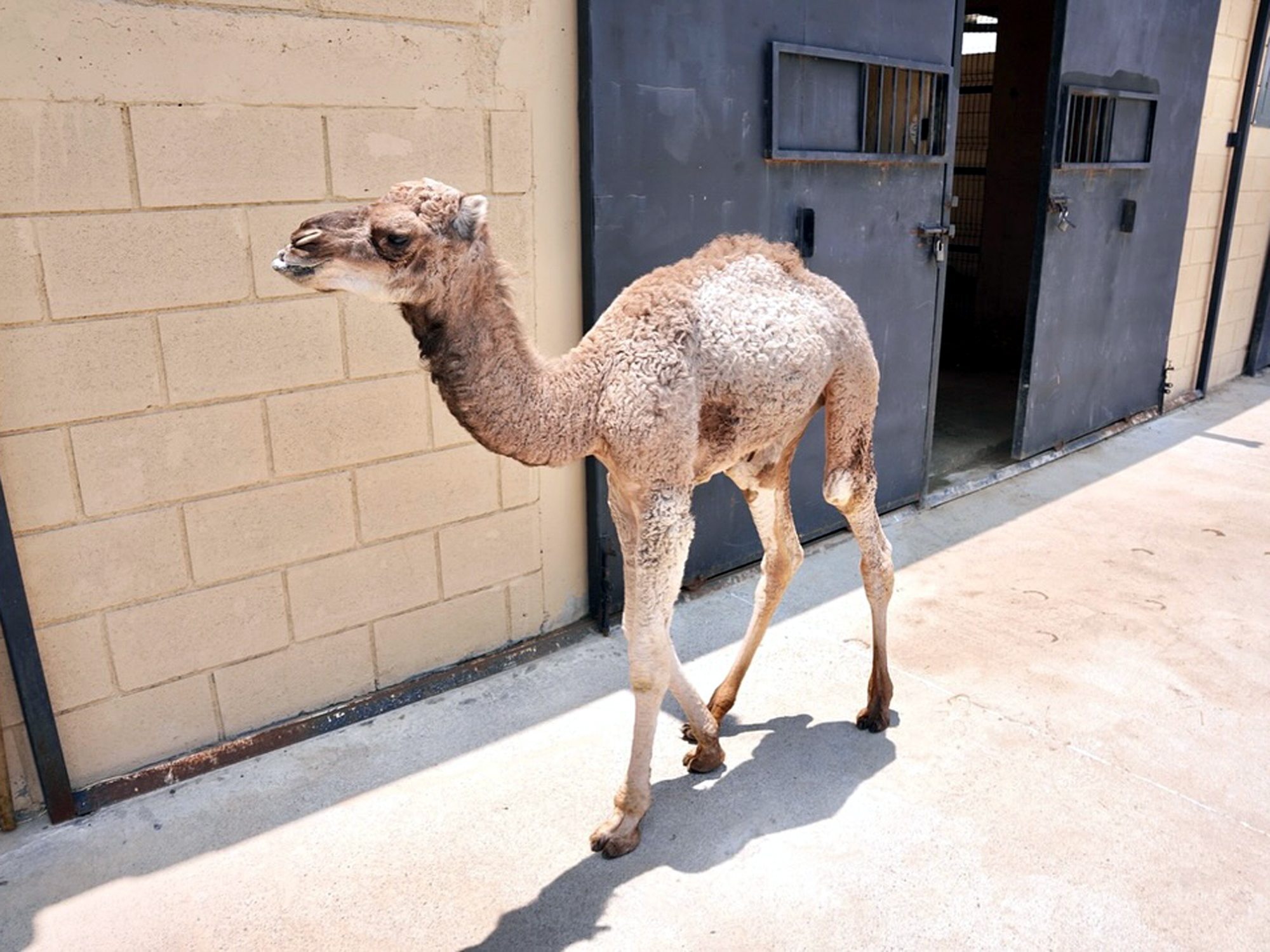 Cra de dromedaria en el Zoolgico de Nuevo Laredo con visitantes