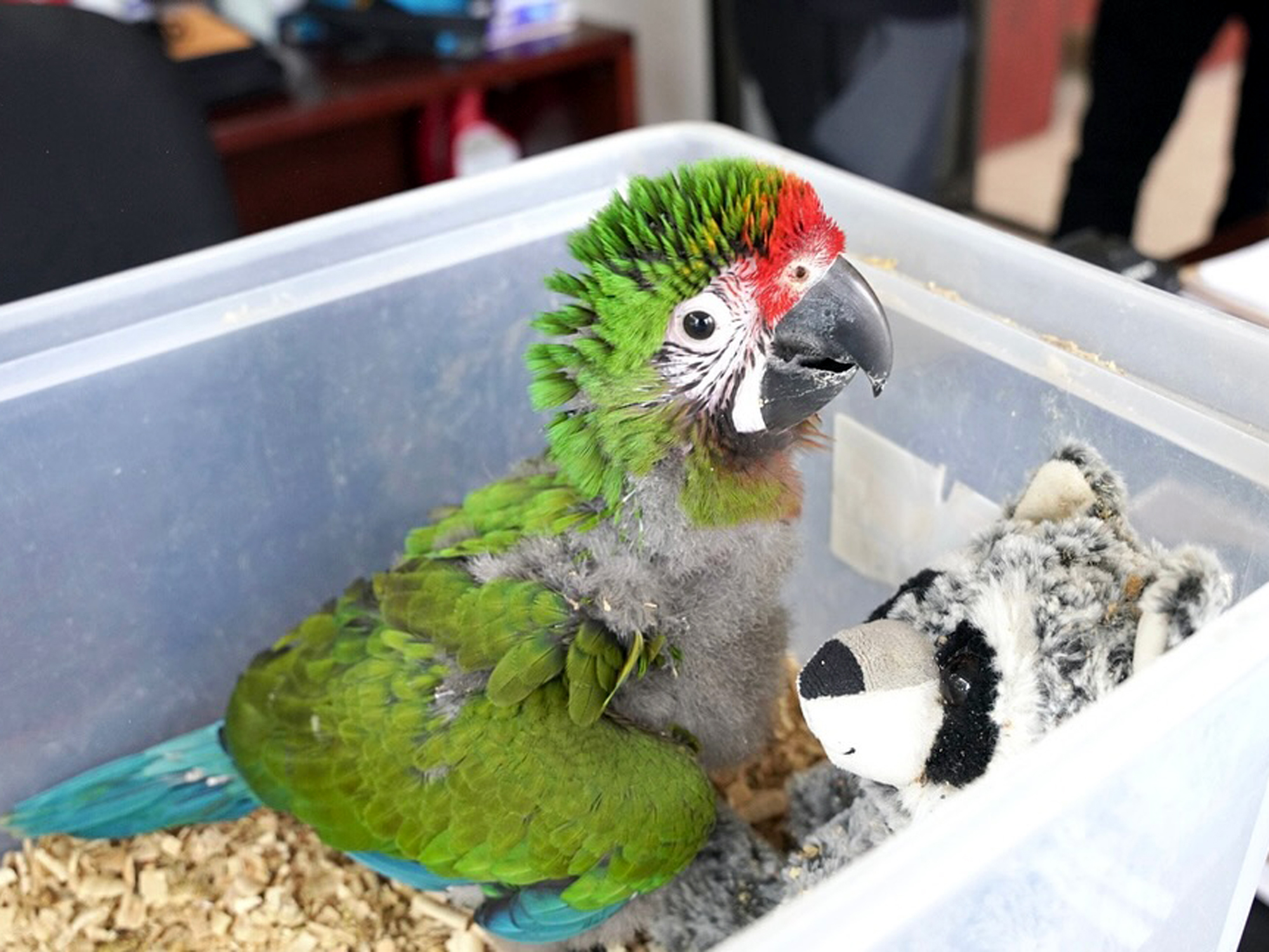 Cra de guacamaya en el Zoolgico de Nuevo Laredo con visitantes