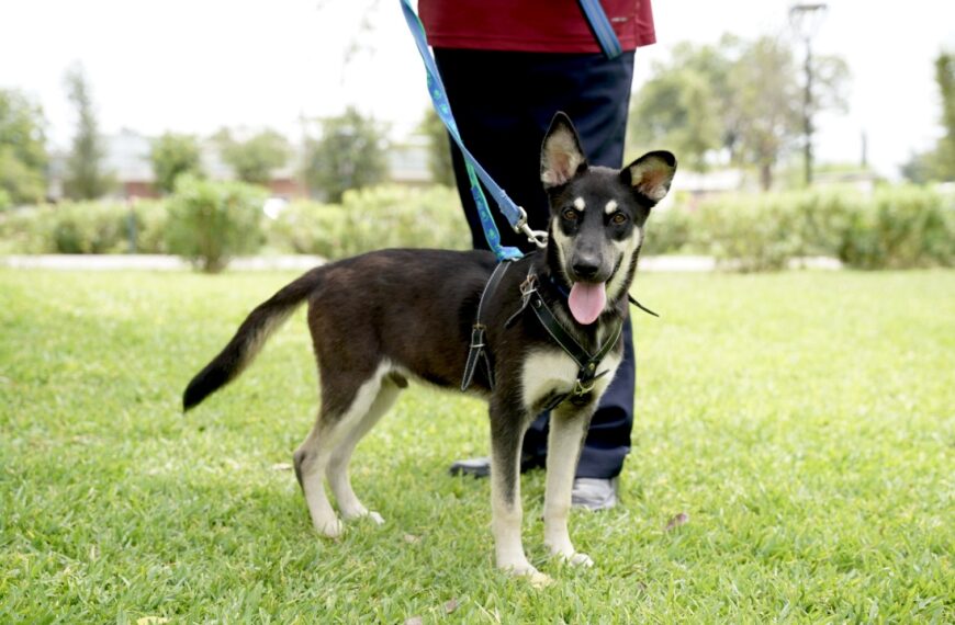 Realiza Dirección de Bienestar Animal Feria de Adopciones durante este fin de semana