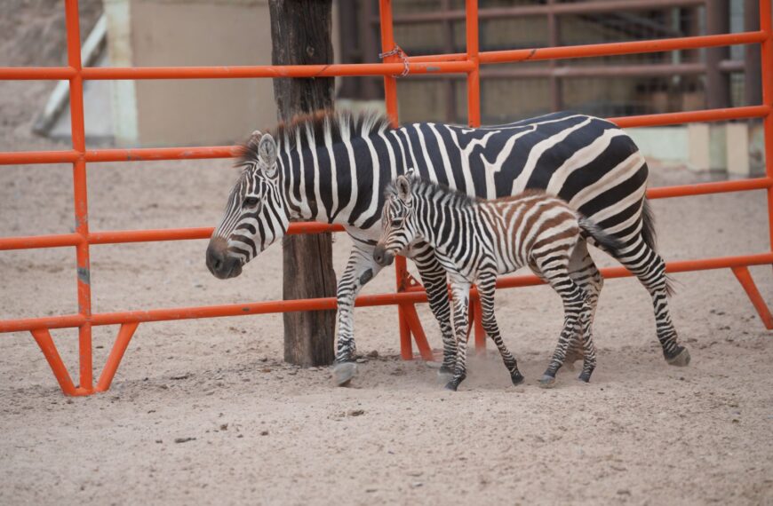 Nace cría de cebra en el Zoológico y Acuario de Nuevo Laredo