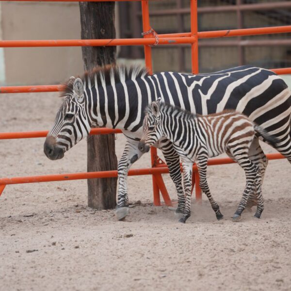 Nace cría de cebra en el Zoológico y…