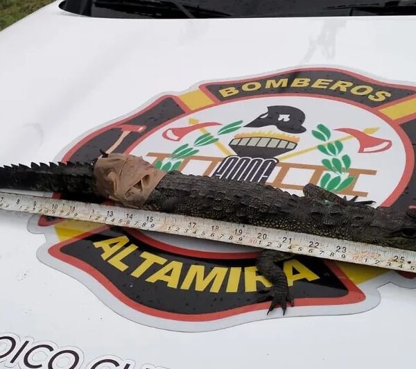 Capturan casi 200 cocodrilos en Altamira en sólo una semana luego de las intensas lluvias