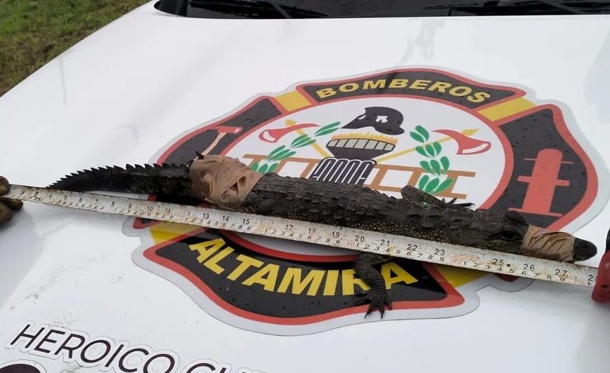 Capturan casi 200 cocodrilos en Altamira en sólo una semana luego de las intensas lluvias