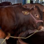 Las exportaciones de carne de vaca caen por brote de gusano barrenador en Tamaulipas