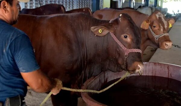 Las exportaciones de carne de vaca caen por brote de gusano barrenador en Tamaulipas