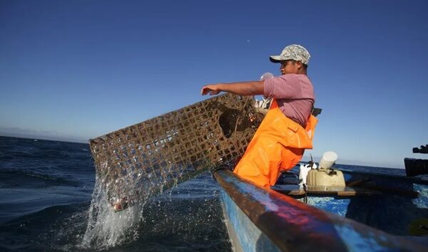 Desaparecen peces tras caída de desechos de SpaceX al mar y lanzamientos en Matamoros