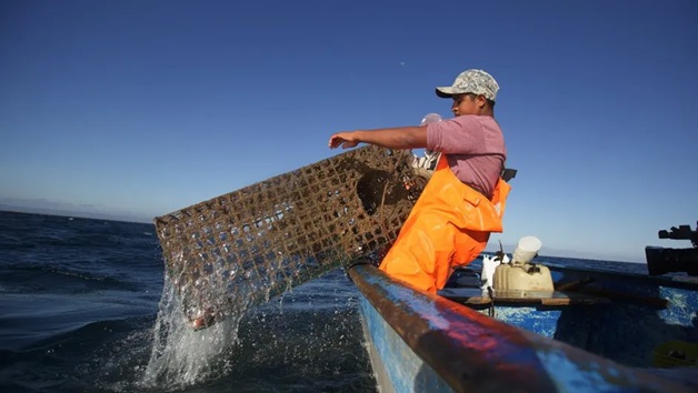 Desaparecen peces tras caída de desechos de SpaceX al mar y lanzamientos en Matamoros
