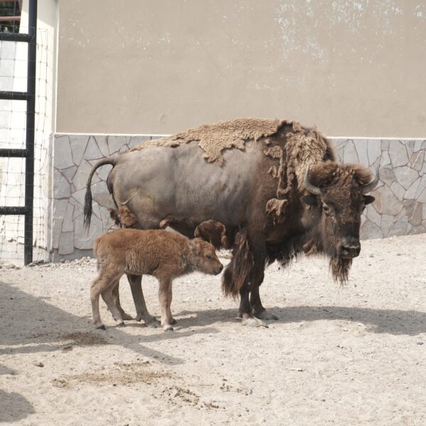 Nace este sábado una cría de bisonte americano…
