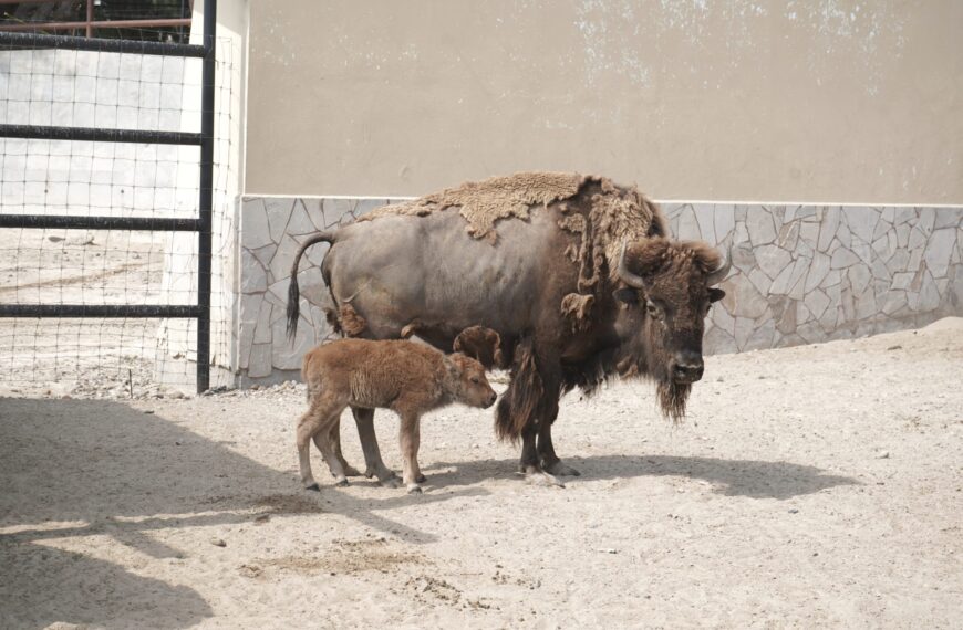 Nace este sábado una cría de bisonte americano en el Zoológico de Nuevo Laredo