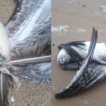 En Tamaulipas están en peligro alrededor de 200 especies de aves migratorias a causa de SpaceX