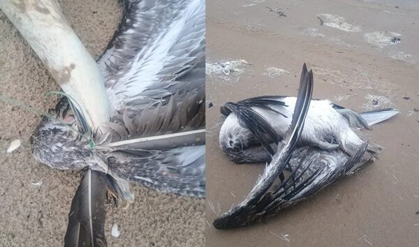 En Tamaulipas están en peligro alrededor de 200 especies de aves migratorias a causa de SpaceX