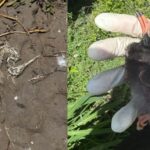 Confirman influenza aviar en una gaviota encontrada en las costas de Tamaulipas