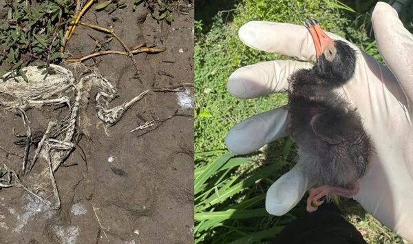 Confirman influenza aviar en una gaviota encontrada en las costas de Tamaulipas