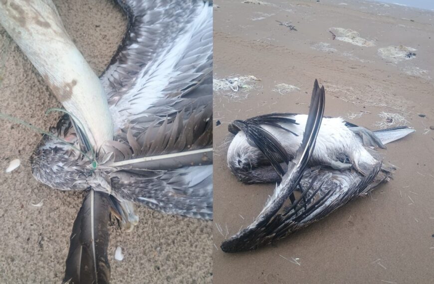 Reportan muerte de fauna en playa Bagdad; denuncian que la Laguna Madre se asfixia