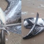 Reportan muerte de fauna en playa Bagdad; denuncian que la Laguna Madre se asfixia