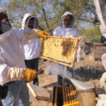 Fortalecen a los productores de miel con el programa de mejoramiento genético apícola