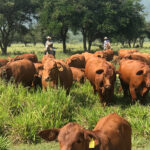 Tamaulipas continúa siendo un estado libre de gusano barrenador del ganado con protocolos efectivos