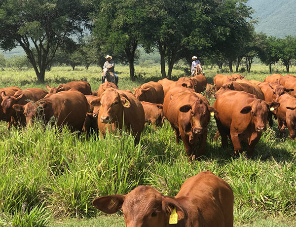 Tamaulipas continúa siendo un estado libre de gusano barrenador del ganado con protocolos efectivos