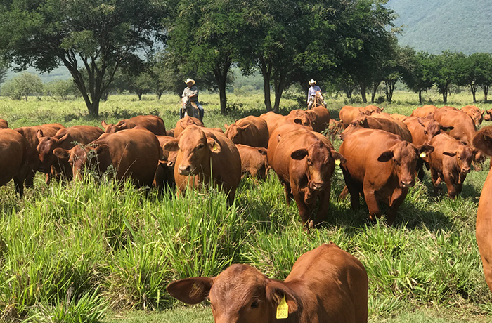 Tamaulipas continúa siendo un estado libre de gusano barrenador del ganado con protocolos efectivos