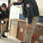Localizan avestruces ilegales en empresa de mensajería en Reynosa